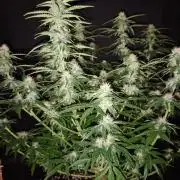 RQS vs Barney's (Auto)