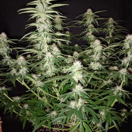 RQS vs Barney's (Auto)