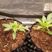 RQS vs Barney's (Auto)