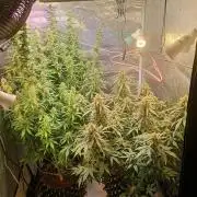 RQS vs Barney's (Auto)