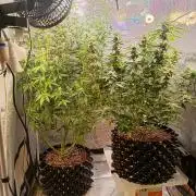 RQS vs Barney's (Auto)