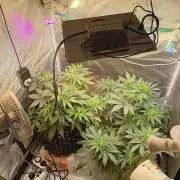 RQS vs Barney's (Auto)