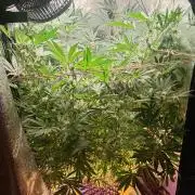 Green Gelato 💚 foto.