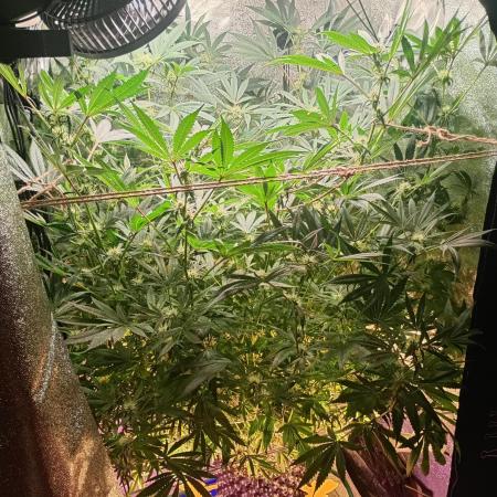 Green Gelato 💚 foto.