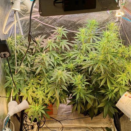 RQS vs Barney's (Auto)