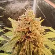 RQS vs Barney's (Auto)