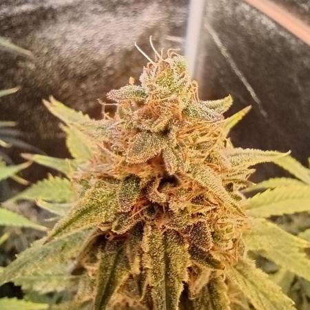 RQS vs Barney's (Auto)