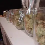 Purple Queen (auto) RQS