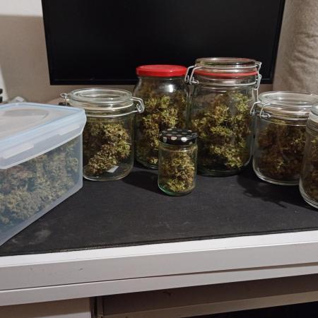RQS vs Barney's (Auto)