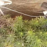 RQS vs Barney's (Auto)