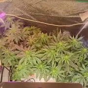 RQS vs Barney's (Auto)
