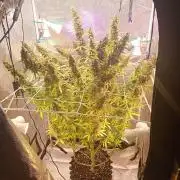 RQS vs Barney's (Auto)