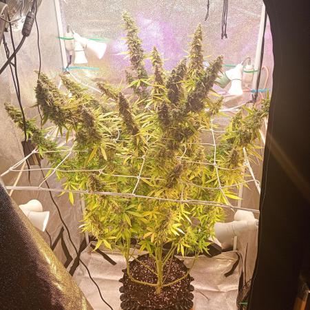 RQS vs Barney's (Auto)