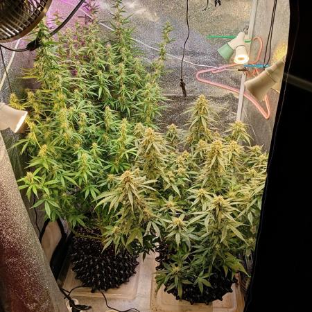 RQS vs Barney's (Auto)