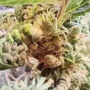 Green Gelato 💚 foto.