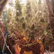 Purple Queen (auto) RQS