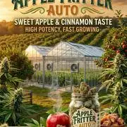 Apple Fritter Auto Outdoor