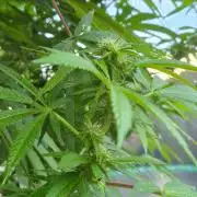 Special Queen Outdoor