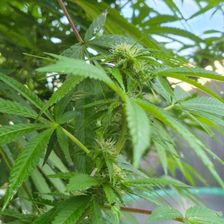 Special Queen Outdoor