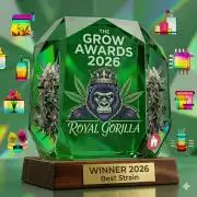 3 Strains: Royal Gorilla, Haze, CRB
