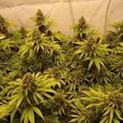 Jack Herer - clones