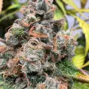blue zushi,sensi amnesia,blue gelato 41
