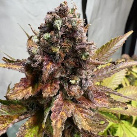 lemon z - cream caramel - kush mints ..