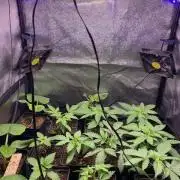 blue zushi,sensi amnesia,frozen biscotti