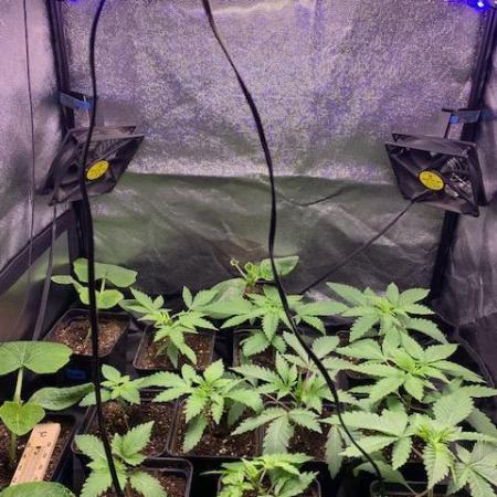 blue zushi,sensi amnesia,frozen biscotti