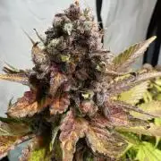 lemon z - cream caramel - kush mints ..