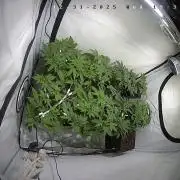 lemon z - cream caramel - kush mints ..