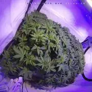 lemon z - cream caramel - kush mints ..