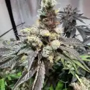 blue gelato 41, lemon cherry gelato