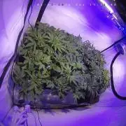 lemon z - cream caramel - kush mints ..