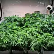 blue gelato 41, lemon cherry gelato