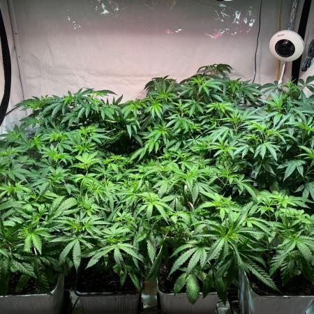 blue gelato 41, lemon cherry gelato