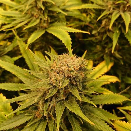 Critical Mass Nitro Vero 29 Pro 330W