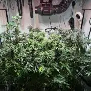 blue gelato 41, lemon cherry gelato