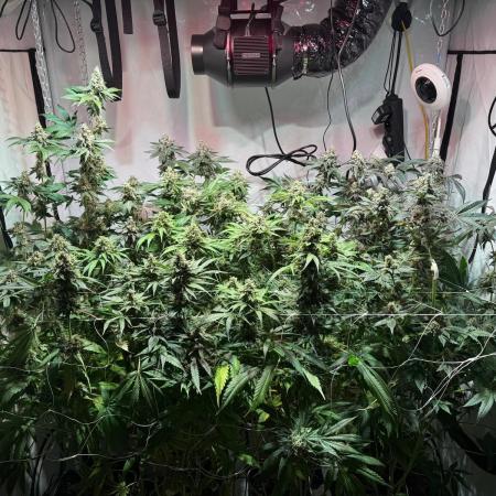 blue gelato 41, lemon cherry gelato