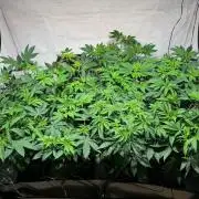 Lemon Cherry Gelato--Auto Kerosene Krash