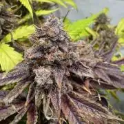 lemon z - cream caramel - kush mints ..