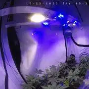 lemon z - cream caramel - kush mints ..