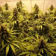 Jack Herer - clones