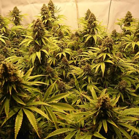 Jack Herer - clones