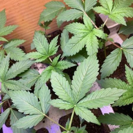 lemon z - cream caramel - kush mints ..