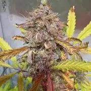 lemon z - cream caramel - kush mints ..