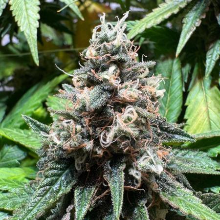 blue zushi,sensi amnesia,blue gelato 41