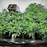 Lemon Cherry Gelato--Auto Kerosene Krash