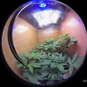 lemon z - cream caramel - kush mints ..