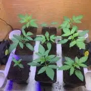 lemon z - cream caramel - kush mints ..